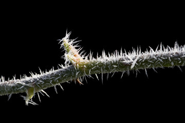 ice thorns