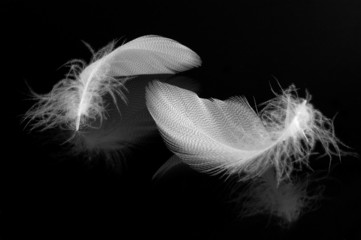 white feather mirrored in black