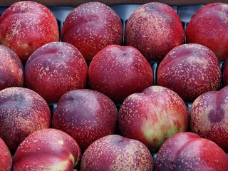 nectarines
