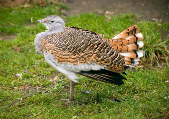 bustard