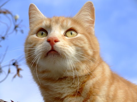 beute im visir