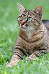 cat on the grass portrait