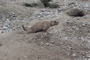 prairie dogs viii