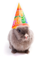 bunny in a "happy birthday" cap