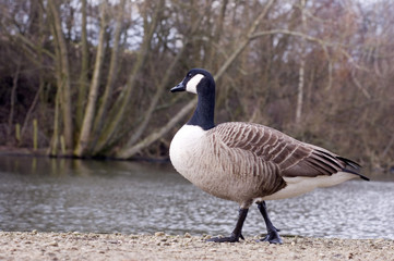 canada goose