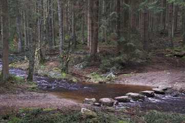 furt im wald