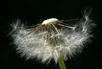 white dandelion