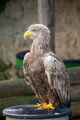seeadler
