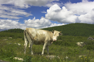 landscape with cow