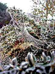 cobwebs