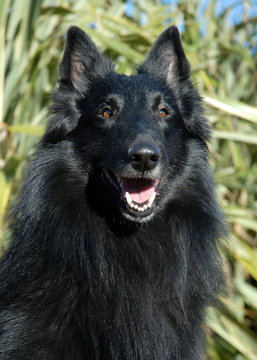 berger belge groendal