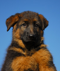 chiot berger allemand