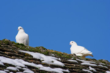 colombes sur un toit