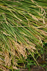 harvested rice stems