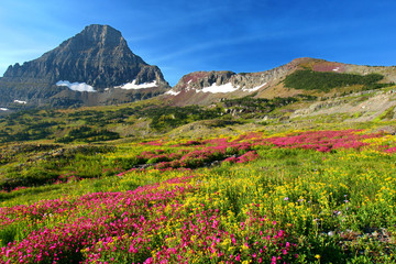 Obraz premium alpine meadows