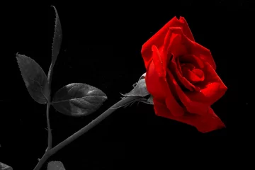 Photo sur Plexiglas Roses red rose cut out