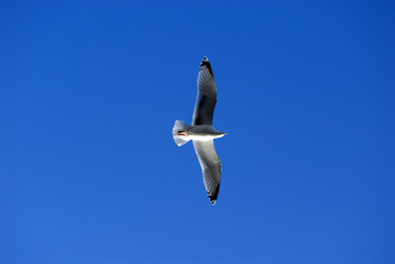mouette