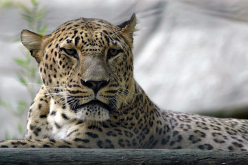 regard de prédateur