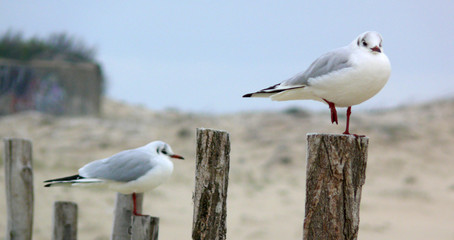 Obraz premium mouette