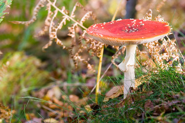 fly agaric in situ