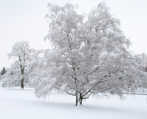 Fototapeta premium snow scene