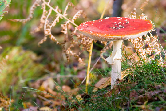 Fly Agaric In Situ