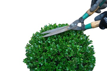 pruning