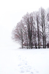tranquil winter landscape