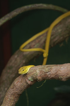 golden vine snake