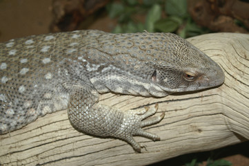 savannah monitor