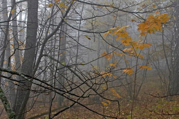 autumn foggy forest