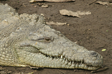 american crocodile