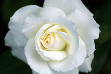 roses.