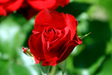 roses.
