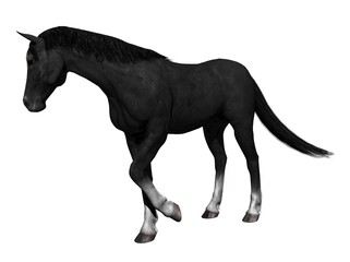 Obraz premium schwarzes pferd