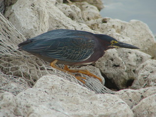 heron on the lookout