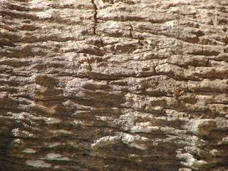 tree bark