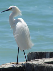 snowy egret on pier