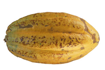 cacao fruit close-up