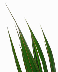 leaves isolated on a white background