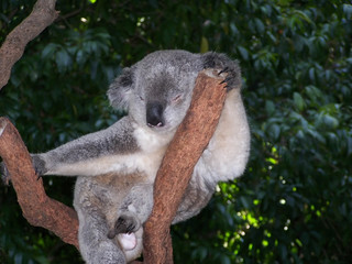 Obraz premium koala 3