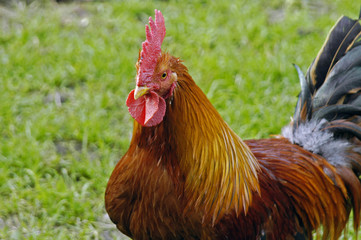 male chicken