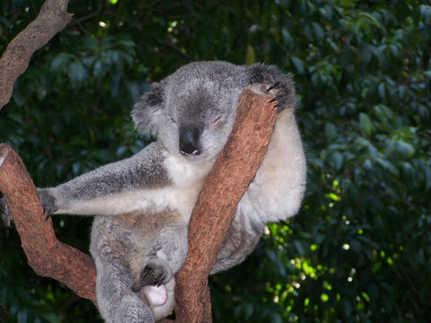 koala 3