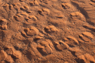 camel steps in the sahara desert