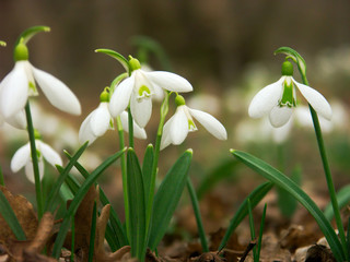 snowdrops-2