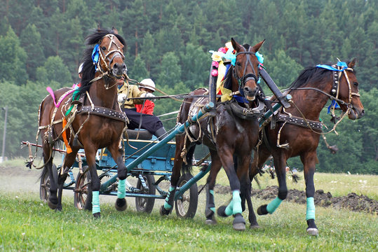 horse race. three horses  in harness