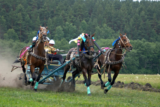 horse race. three horses  in harness.