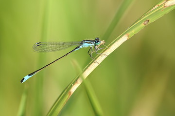 dragonfly eats grass hopper