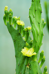 Obraz premium cactus