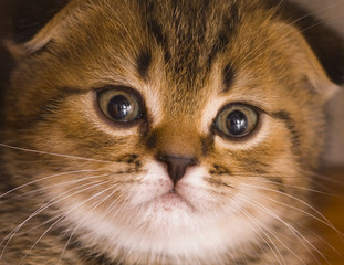 little kitten close up